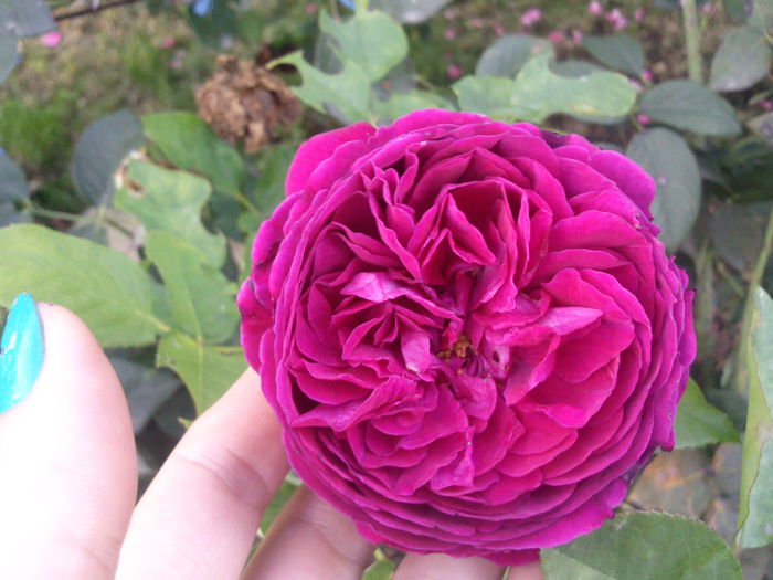 Photo3455 - 2014 Trandafiri  clematis  hibiscus II