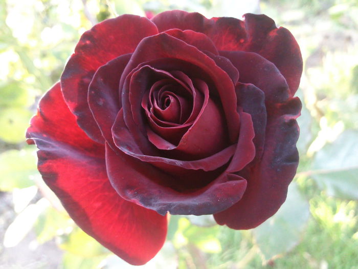 Photo3456 - 2014 Trandafiri  clematis  hibiscus II