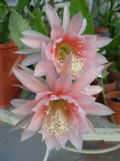 epi argus
