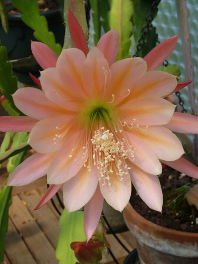 Epiphyllum_King_Midas