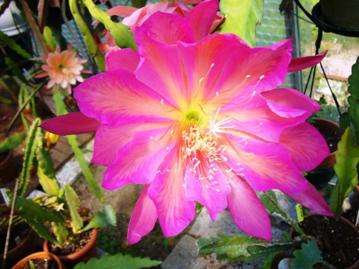 Epiphyllum_Pegasus