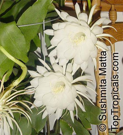 Epiphyllum02729Sush