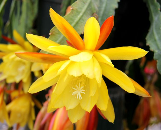Epiphyllum-yellow