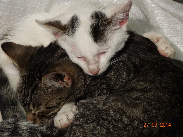 DSC07940 - Trei pisoi___plus inca unul