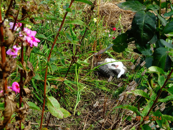 DSC07992 - Trei pisoi___plus inca unul