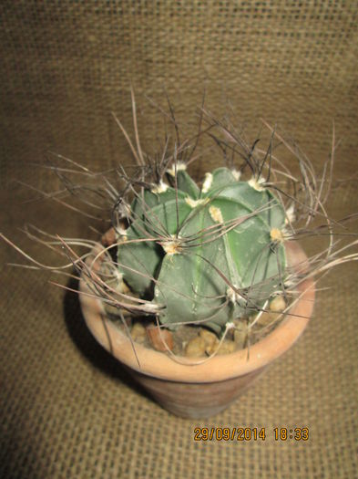 042 - cactusi