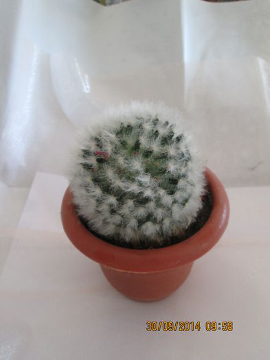 005 - cactusi