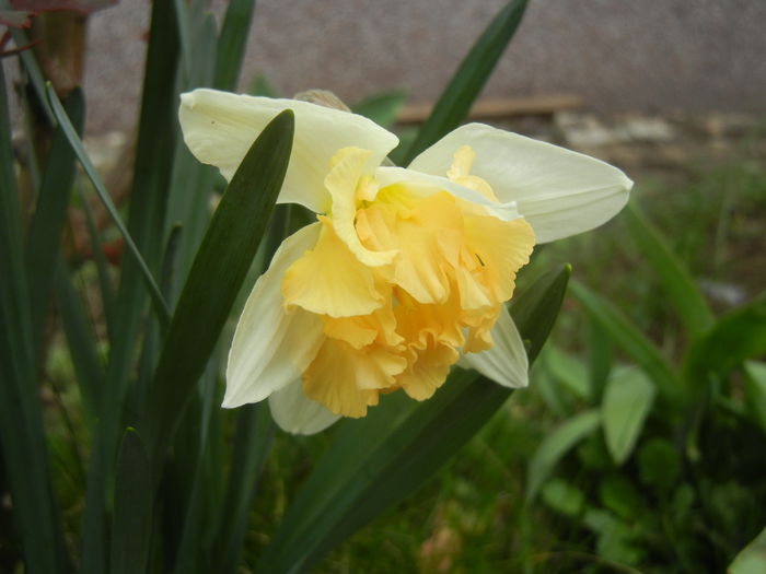 Narcissus Cum Laude (2014, March 25) - Narcissus Cum Laude
