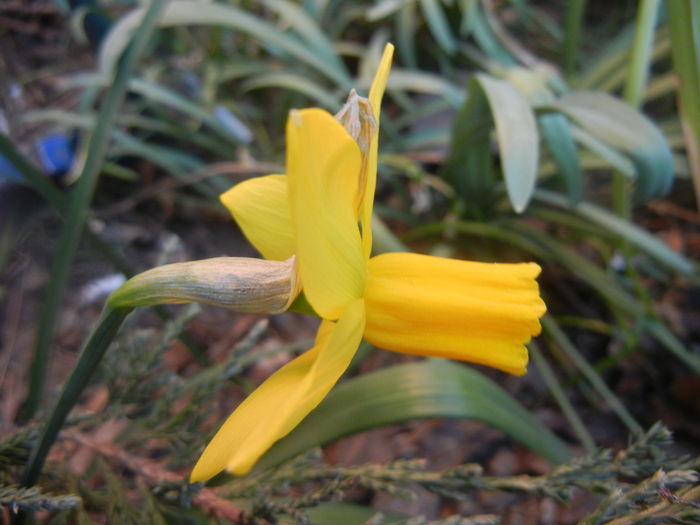 Narcissus Jetfire (2014, March 21)