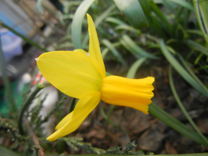 Narcissus Jetfire (2014, March 23)