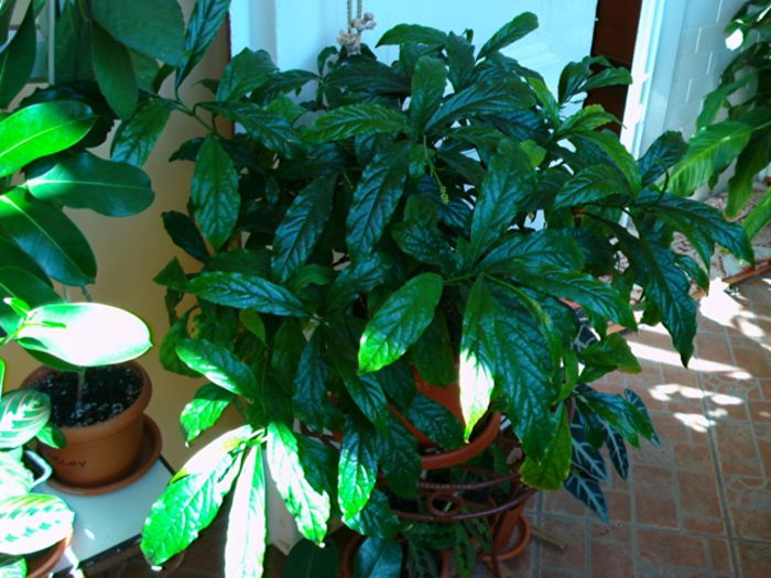 clerodendron (2) - clerodendron wallichii - prospero