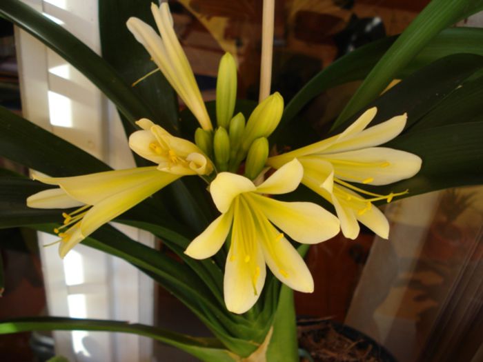 a doua inflorire (2) - clivia in 2014