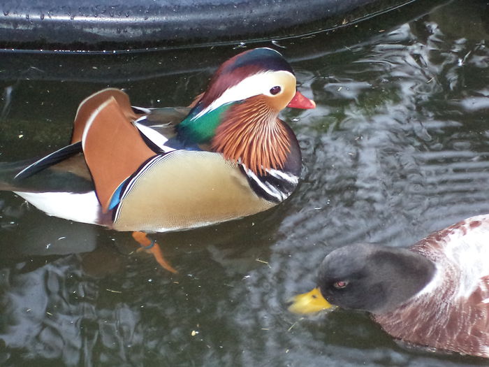 mandarin