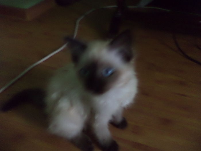 DSC03218 - pisoi
