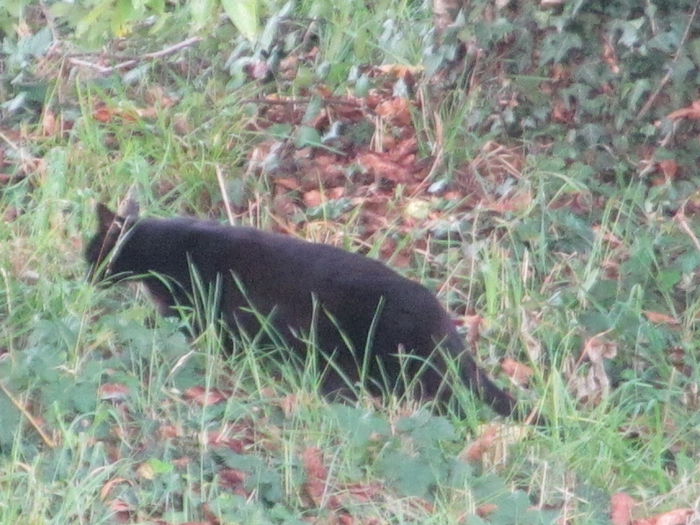  - Diverse 1 - Plimbari