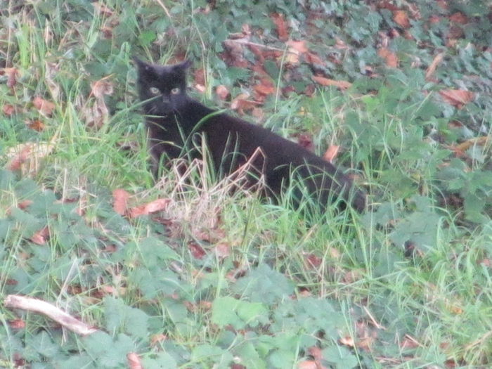  - Diverse 1 - Plimbari