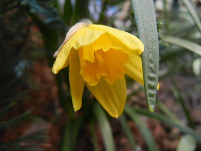 Narcissus Jetfire (2014, March 23)