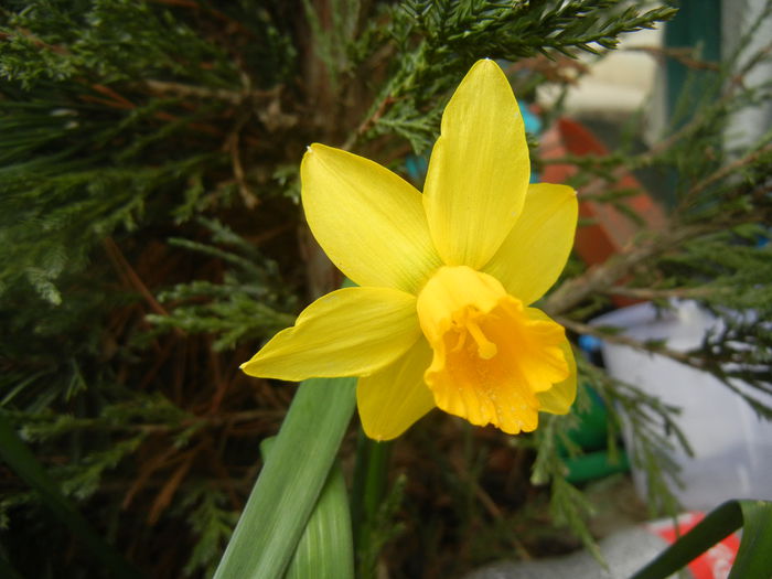 Narcissus Jetfire (2014, March 25)