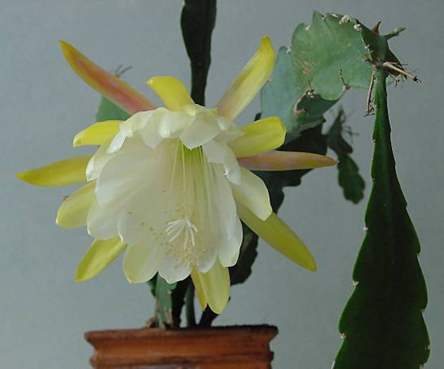 leo-mic-Epiphyllum-crenatum-402