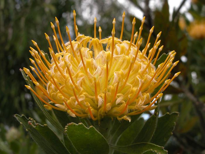 fg2-13-protea - minuni ale naturii create de dumnezeu 9