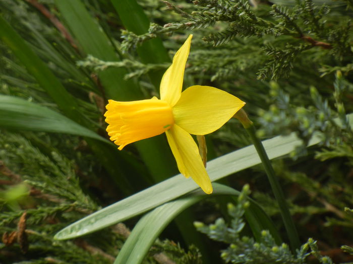 Narcissus Jetfire (2014, March 25)