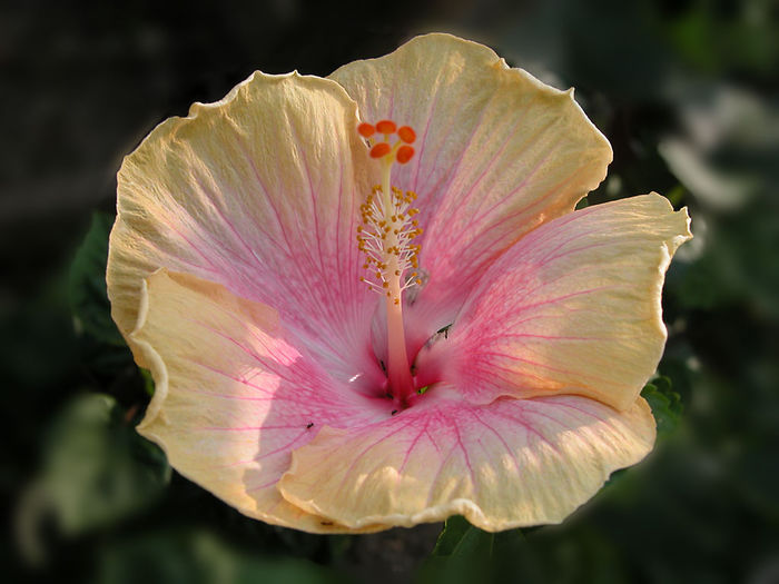 fg3-1-hibiscus-2 - minuni ale naturii create de dumnezeu 9