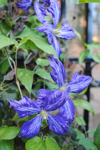 clematis Tie Dye,30 sept - Trandafiri si clematite III