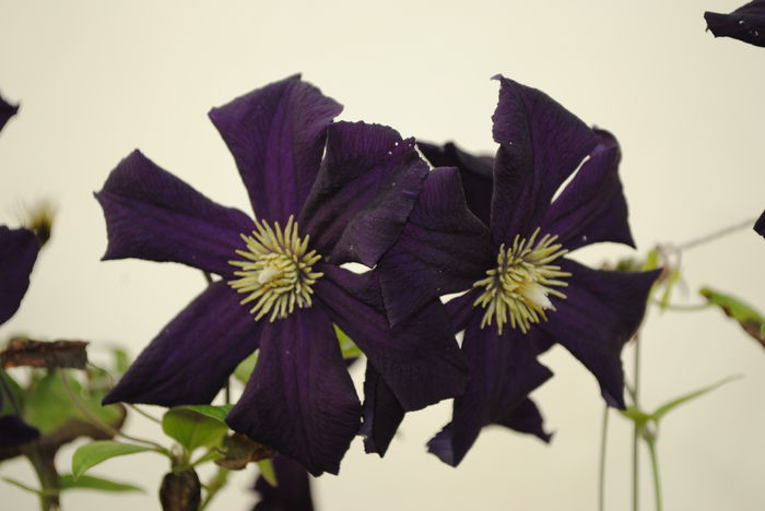 clematis Romantika - Trandafiri si clematite III