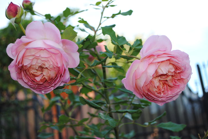Jubilee Celebration - Trandafiri si clematite III