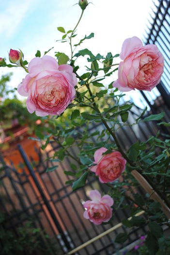 Jubilee Celebration - Trandafiri si clematite III