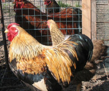 95956321_JSQFGMG - 12 WYANDOTTE POTARNICHIU ORANGE BANTAM