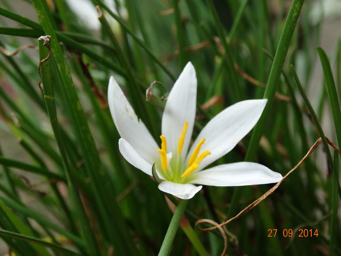 DSC07922 - Plante in ghiveci 2014