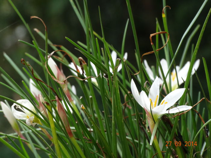 DSC07920 - Plante in ghiveci 2014