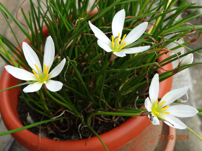 DSC07924 - Plante in ghiveci 2014