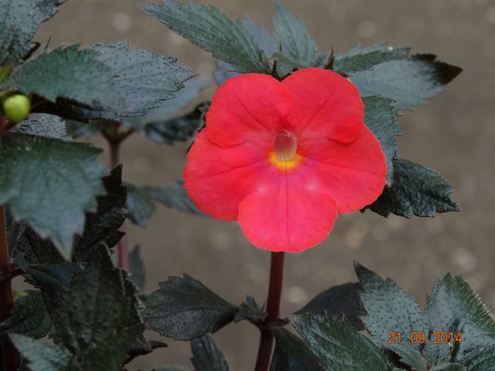 DSC07914 - Plante in ghiveci 2014