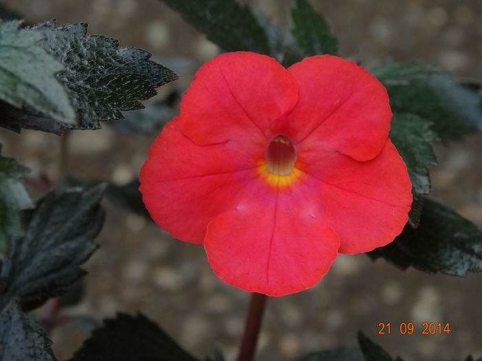 DSC07917 - Plante in ghiveci 2014