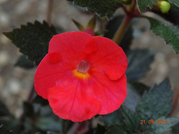 DSC07918 - Plante in ghiveci 2014