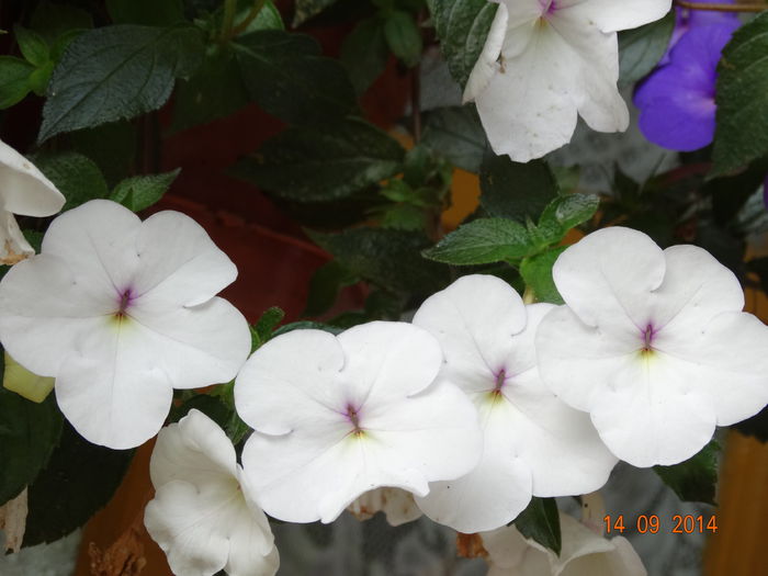 DSC07657 - Plante in ghiveci 2014