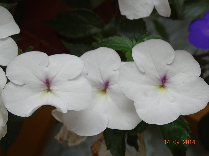 DSC07668 - Plante in ghiveci 2014