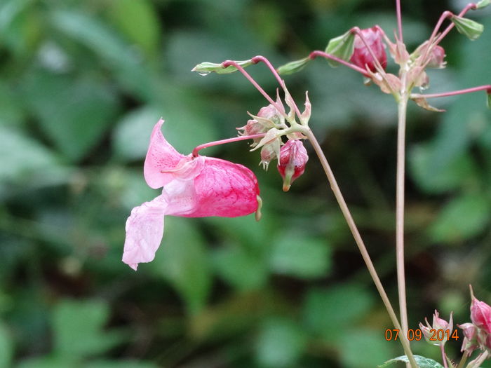 DSC07651 - Plante in natura 2014