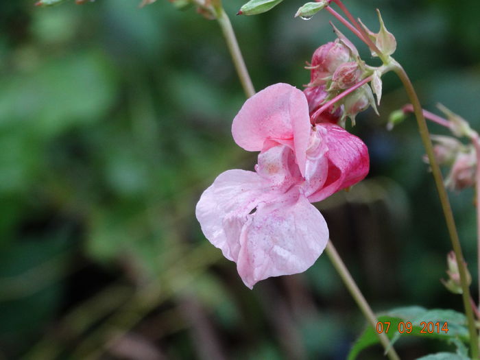 DSC07652 - Plante in natura 2014
