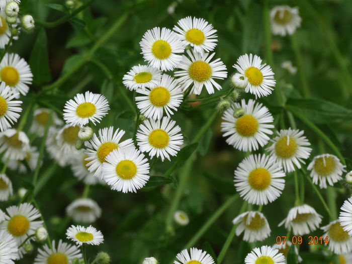 DSC07654 - Plante in natura 2