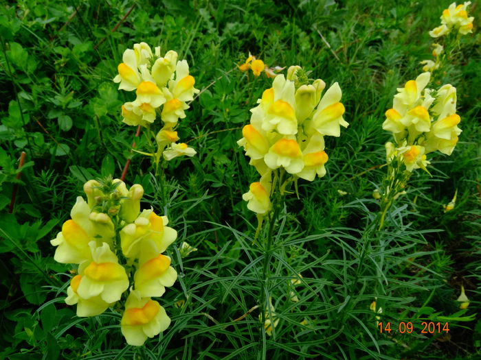 DSC07699 - Plante in natura 2