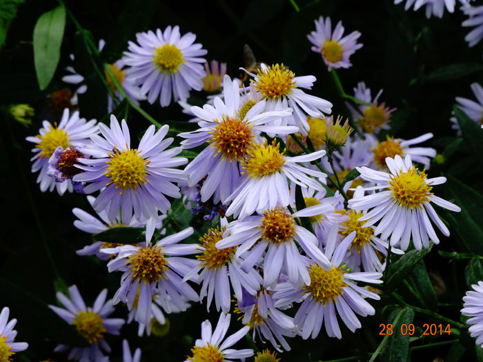 DSC07963 - Plante in natura 2