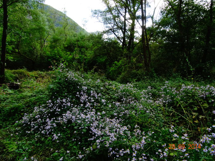 DSC07965 - Plante in natura 2