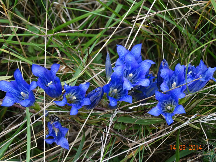 DSC07713 - Plante in natura 2