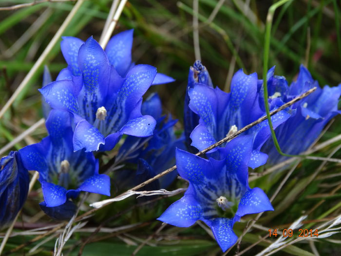 DSC07714 - Plante in natura 2