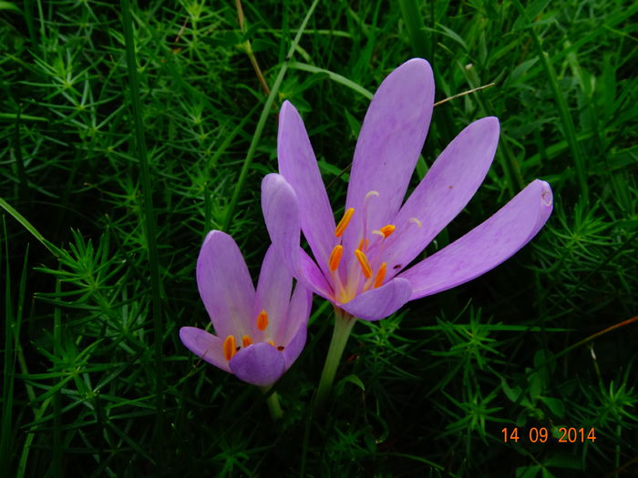 DSC07701 - Plante in natura 2