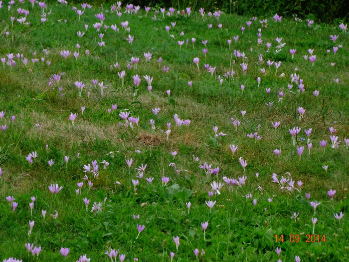 DSC07692 - Plante in natura 2