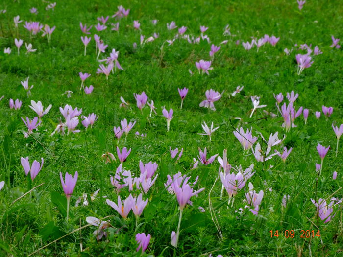 DSC07707 - Plante in natura 2